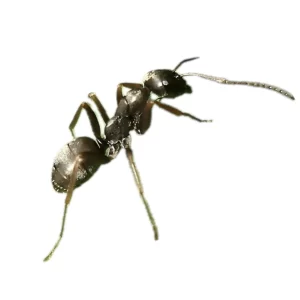 Silky Field Ant _ Formica subsericea