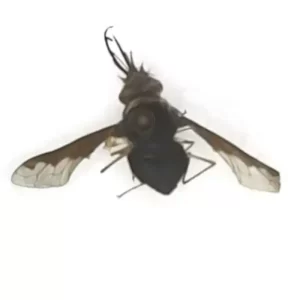 bee fly - Systoechus sp.