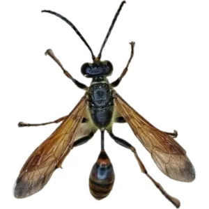 Isodontia - Grass-carrying Wasp