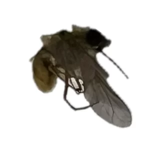 Grasshopper Bee Fly - Systoechus vulgaris