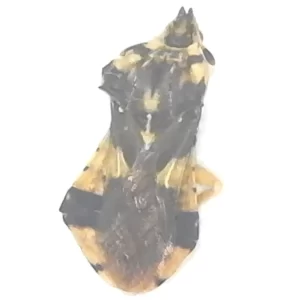 [Jagged Ambush Bug] (Phymata fasciata) - Dried Insect Specime