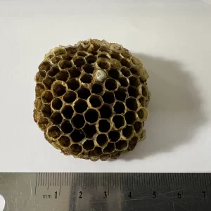 Preserved Northern Paper Wasp nest dried specimen. - Insect Collecting & Entomology supplies for sale. We can help with school projects! Shop for bugs and science!