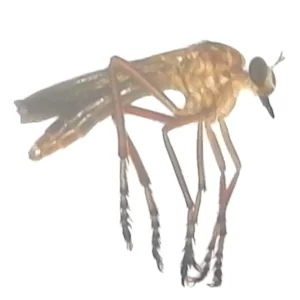 Diogmites angustipennis - Prairier Robber Fly