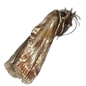 Dioryctria disclusa - Webbing Coneworm Moth