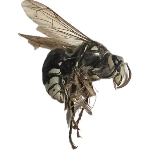 Dolichovespula maculata - Bald-faced Hornet