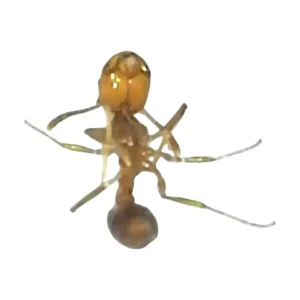 Dried Red Imported Fire Ant (Solenopsis invicta) on a white background, head at the top, showing the reddish brown head, slender legs and dark gaster.