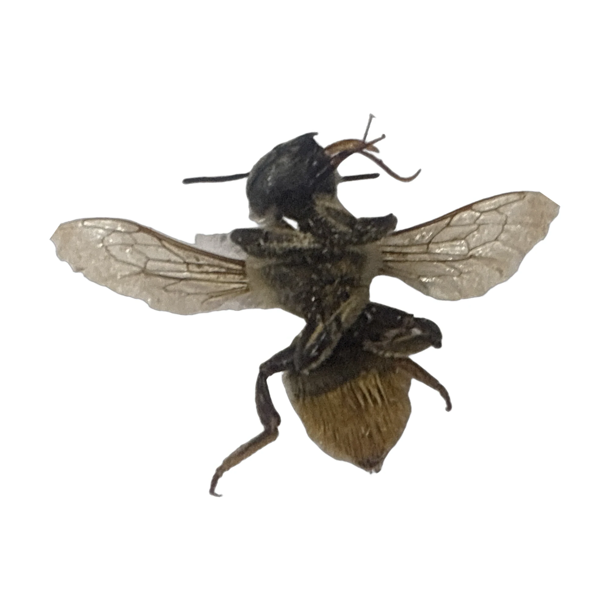 Leafcutter Bee (Megachile sp.), ventral view
