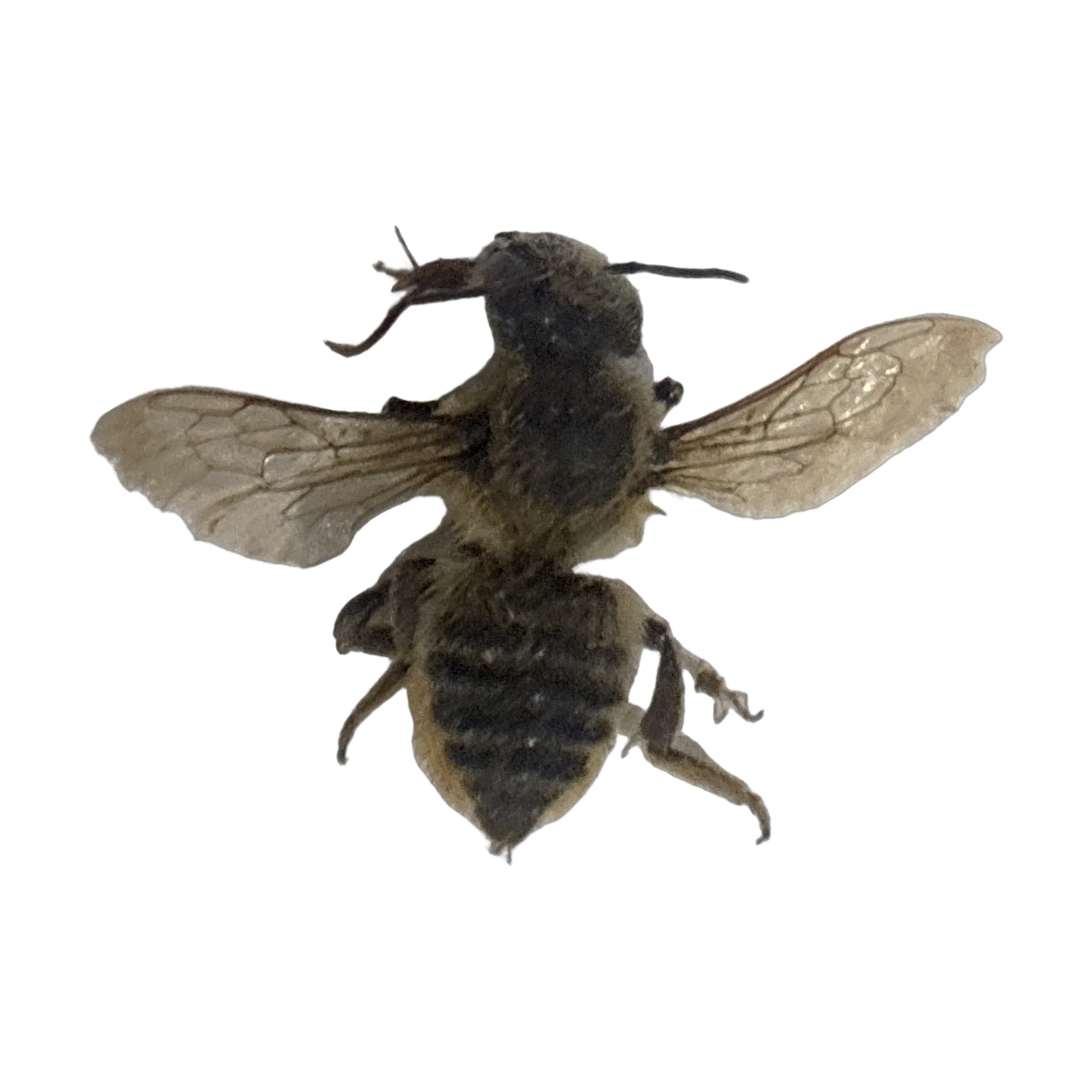 Leafcutter Bee (Megachile sp.), dorsal view