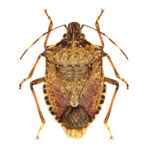 Brown Marmorated Stink Bug Halyomorpha halys
