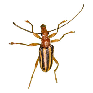 Flower Longhorn Beetle Metacmaeops vittata