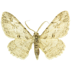 Iridopsis Moth Iridopsis sp.
