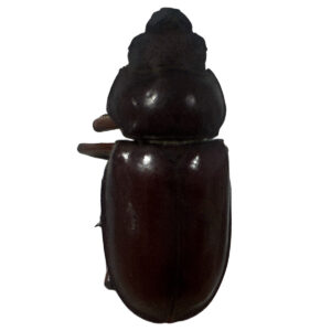 Reddish-brown Stag Beetle female, Lucanus capreolus