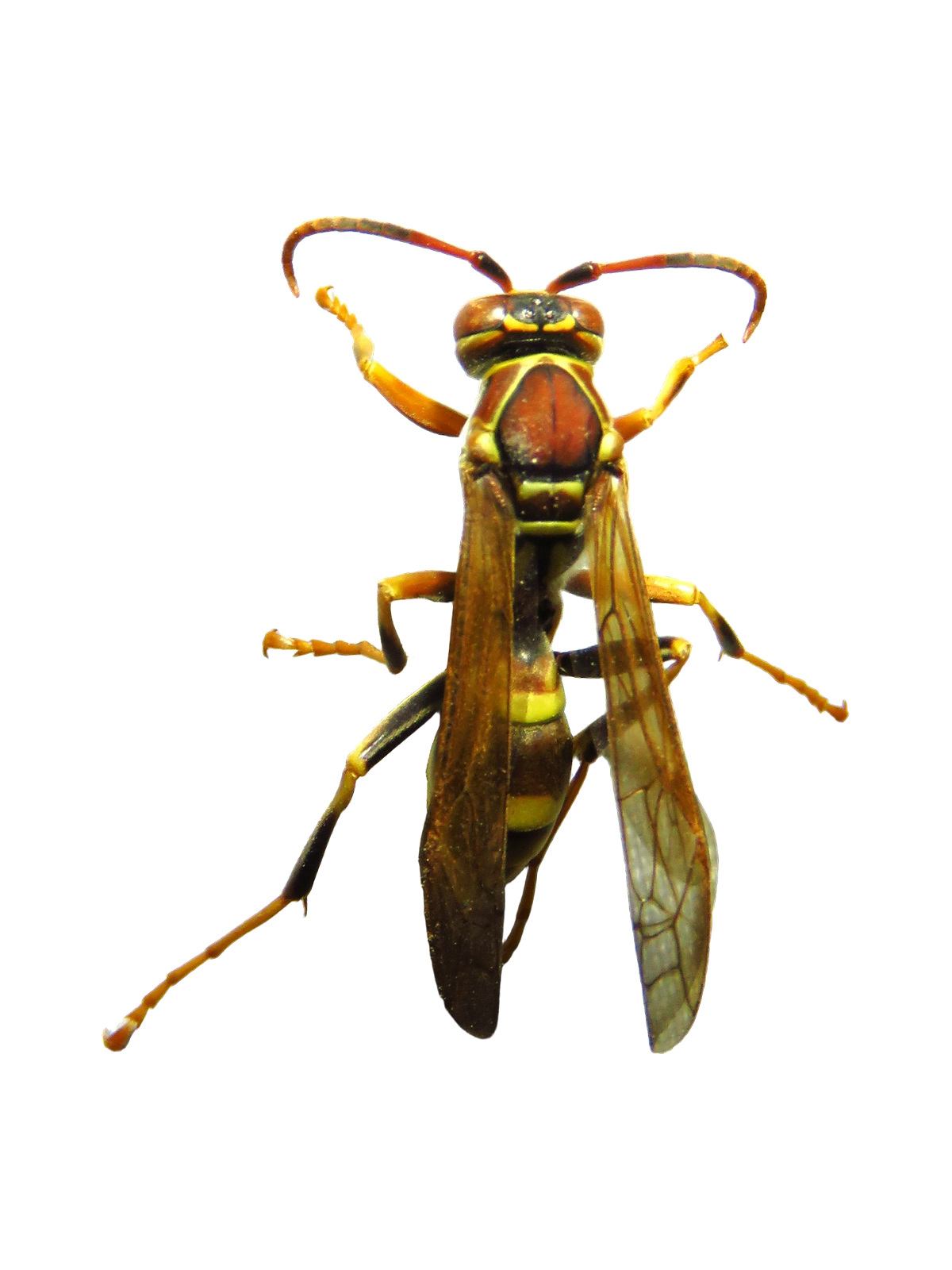 Paper Wasp Polistes exclamans