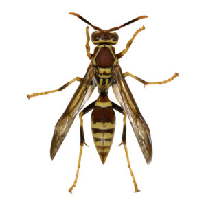 Paper Wasp Polistes exclamans