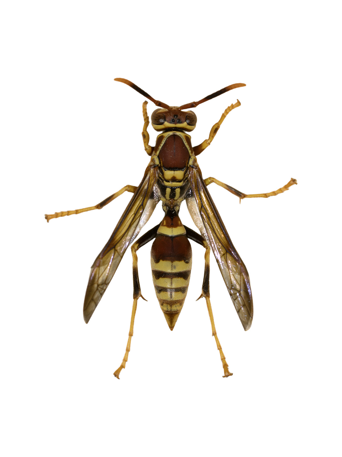 Paper Wasp Polistes exclamans