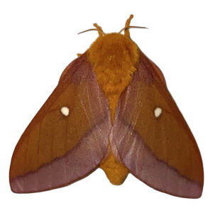 Pink-striped Oakworm Moth Anisota virginiensis