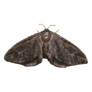 Planthopper Parasite Moth Fulgoraecia exigua