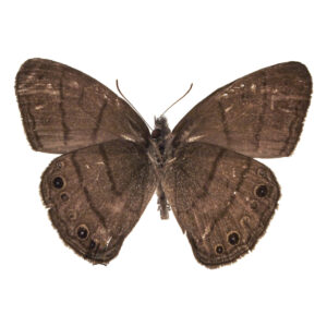 Satyr Hermeuptychia sp.