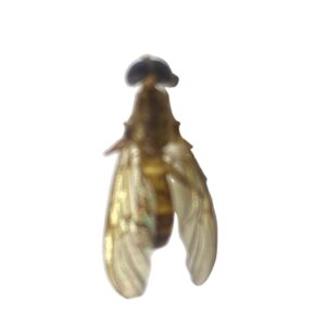 Yellow Soldier Fly Ptecticus sp. dried specimen