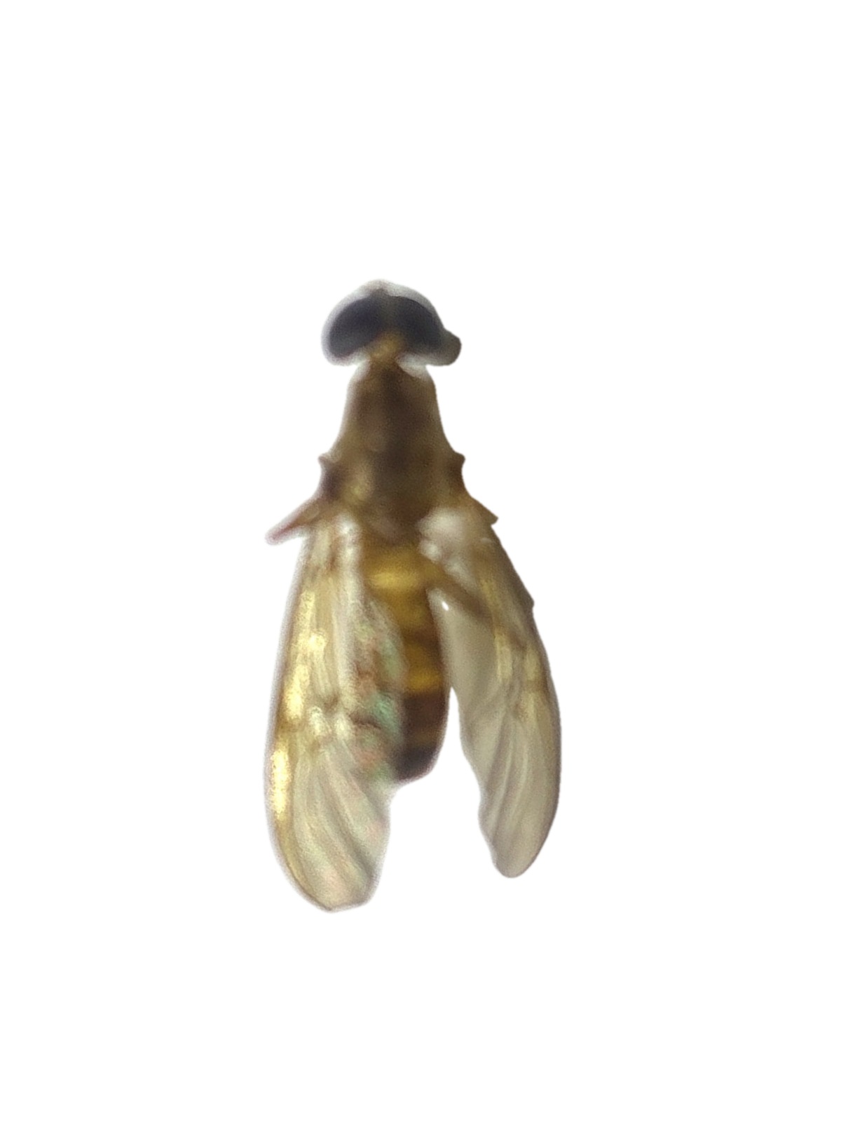 Yellow Soldier Fly Ptecticus sp. dried specimen