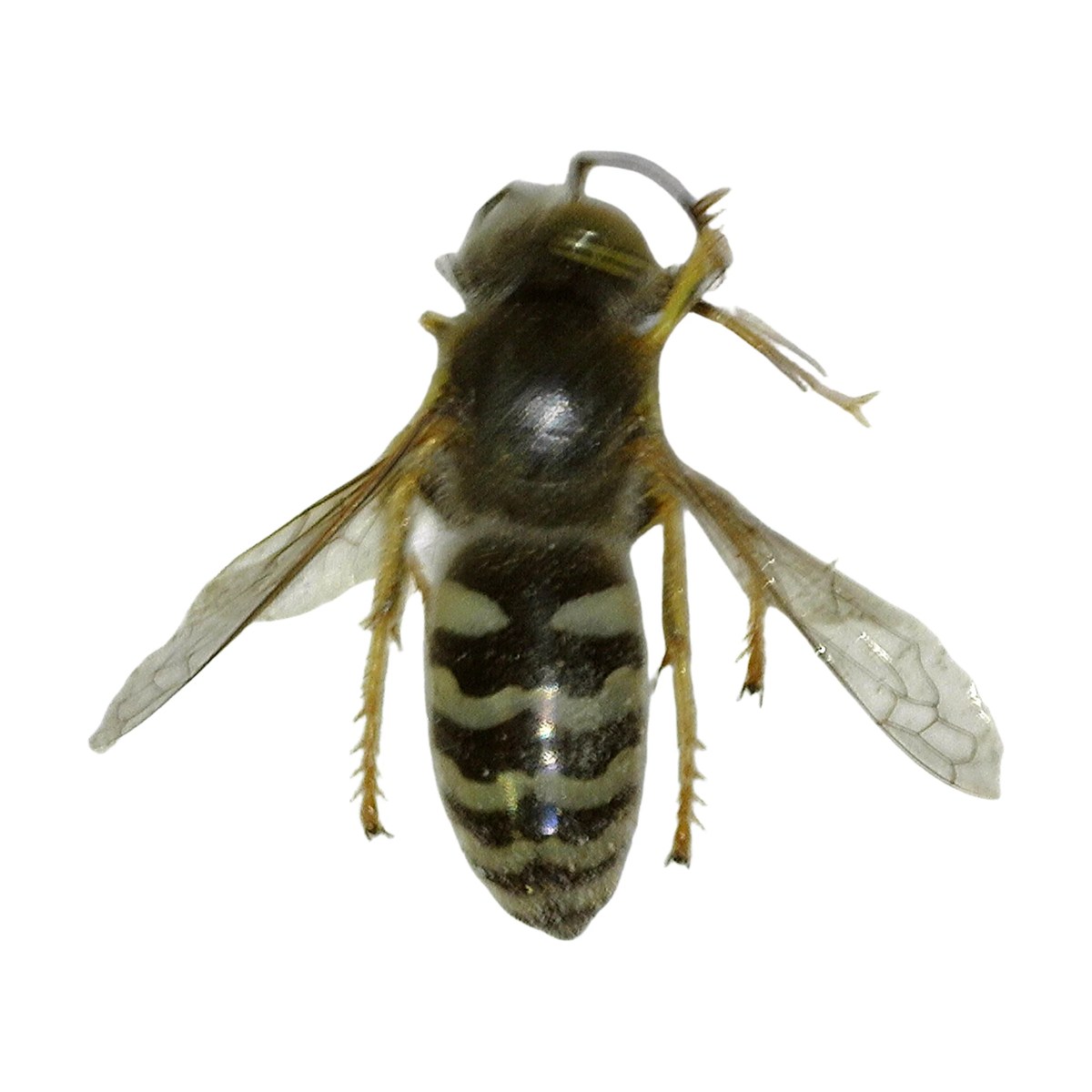 Aerial Yellowjacket (Dolichovespula arenaria)