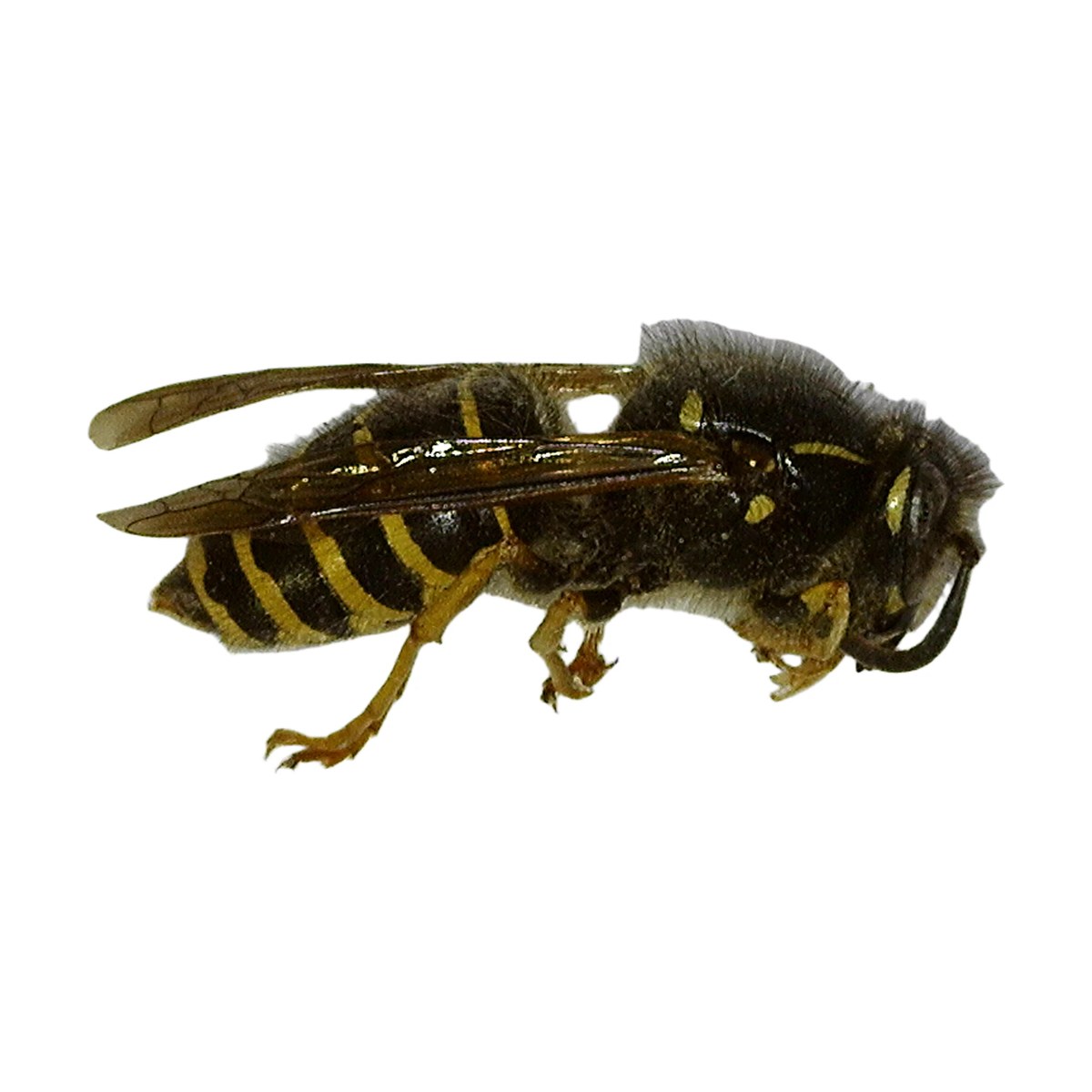 Alaska Yellowjacket (Vespula alascensis)