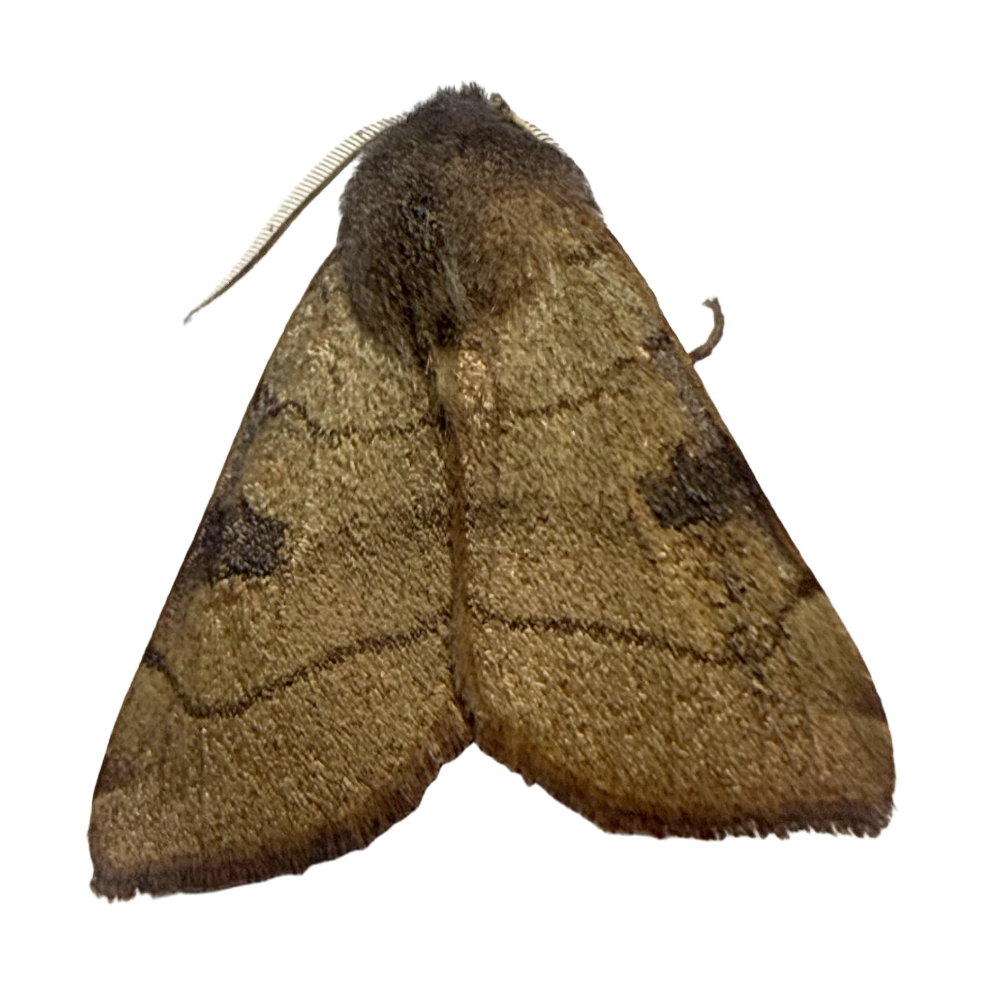 Bicolored Sallow (Sunira bicolorago)