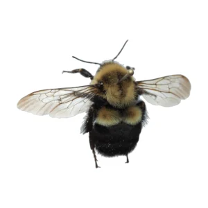 Common Eastern Bumble Bee (Bombus impatiens), dorsal view