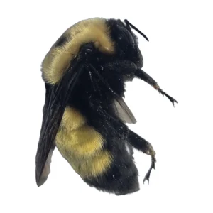 Nevada Bumble Bee (Bombus nevadensis) dorsal view