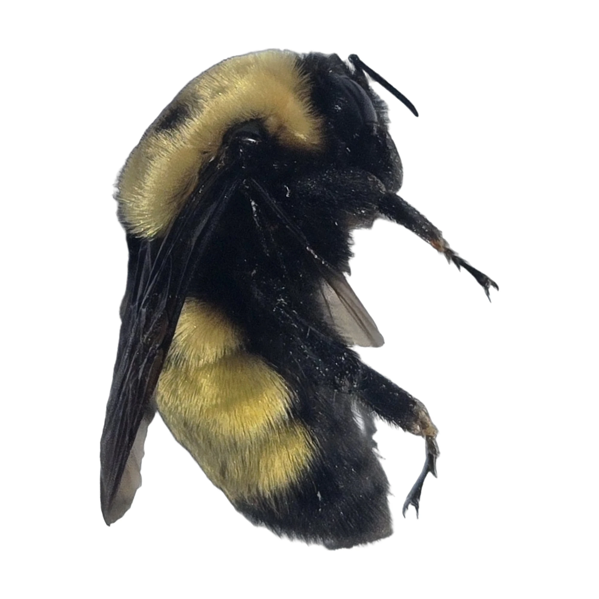 Nevada Bumble Bee (Bombus nevadensis) dorsal view