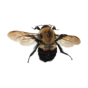 Unidentified bumble bee (Bombus sp.) specimen, dorsal view on white