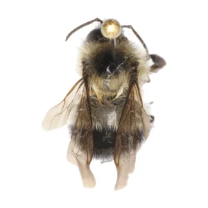 Half-black Bumble Bee (Bombus vagans), dorsal view
