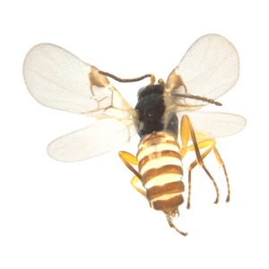 Top view of a tiny braconid wasp with clear wings spread, a black thorax and a cream-and-brown banded abdomen, on a white background