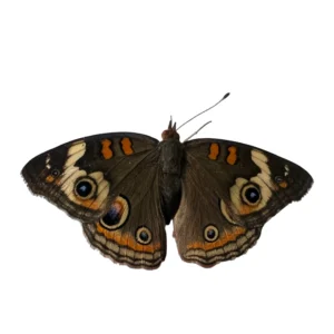 Common Buckeye, damaged, Junonia coenia