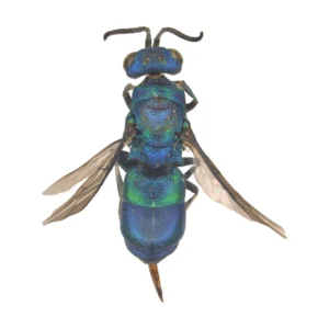 Top view of a metallic blue-green cuckoo wasp (Chrysis sp.) on a white background, head up, wings spread slightly, with a green band across the blue abdomen.