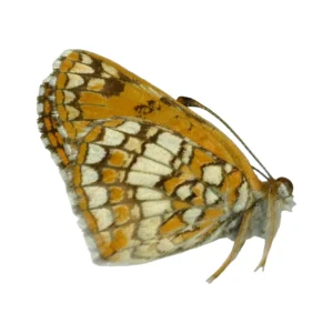 Sagebrush Checkerspot (Chlosyne acastus)