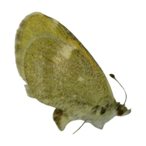Dwarf Yellow (Nathalis iole)