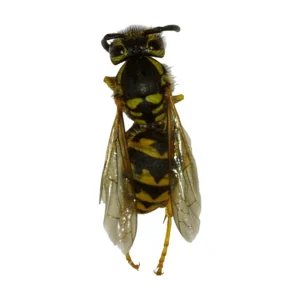 Eastern Yellowjacket (Vespula maculifrons)