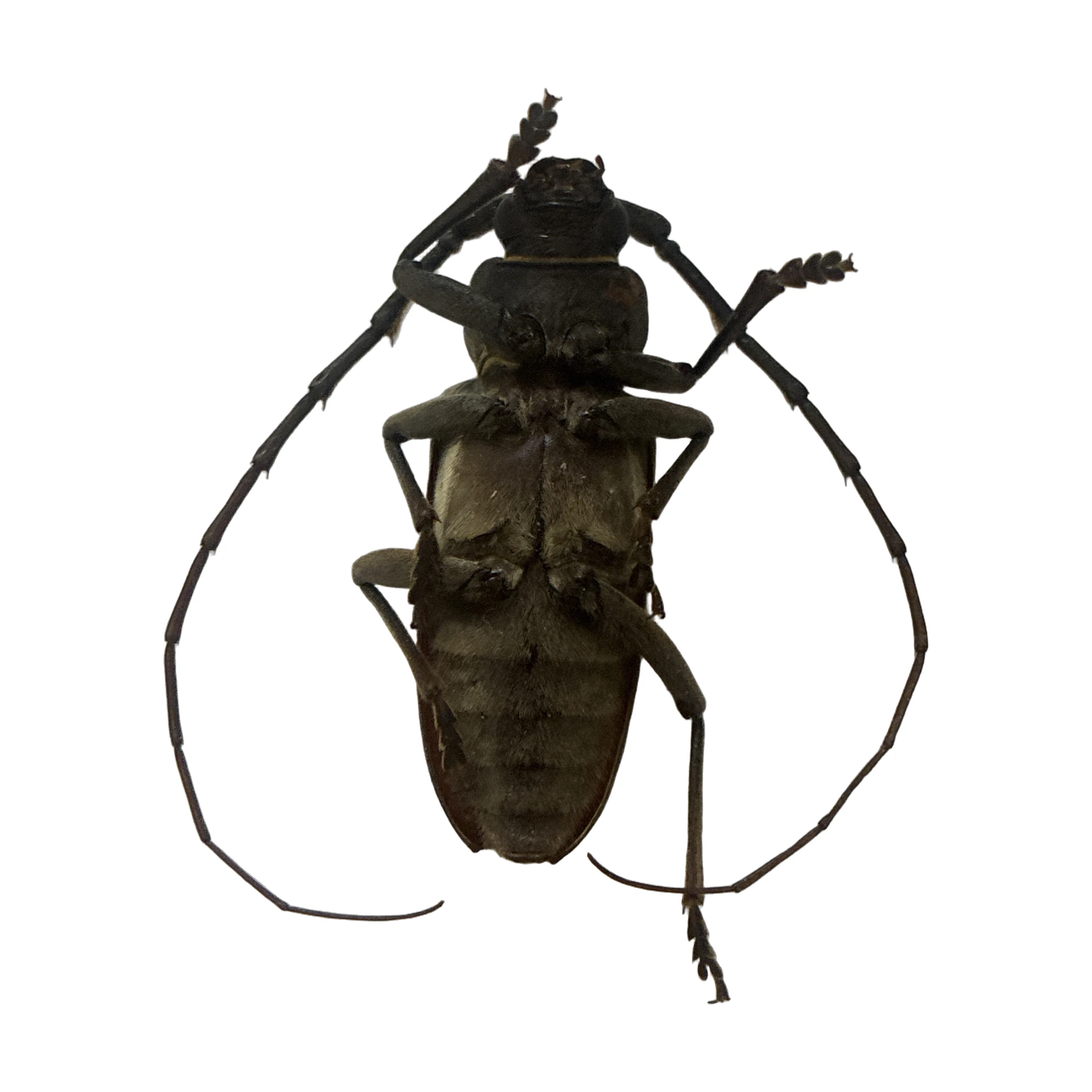 Oak Borer (Enaphalodes hispicornis) specimen, ventral view
