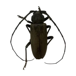 Oak Borer (Enaphalodes hispicornis) specimen, dorsal view