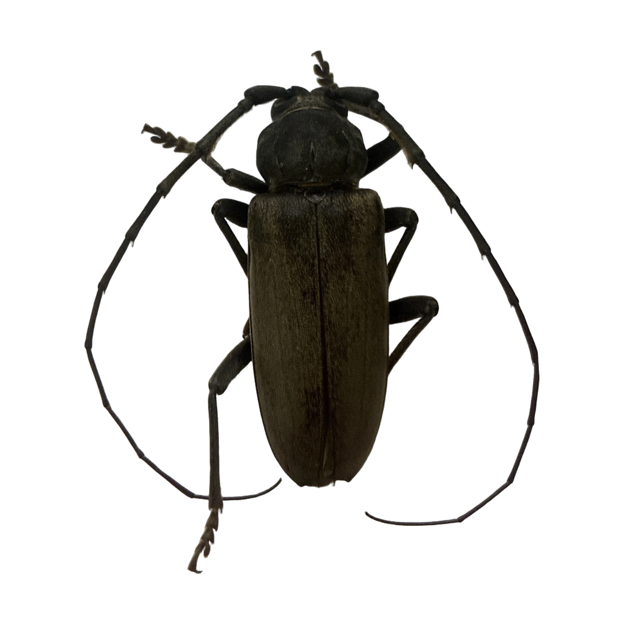 Oak Borer (Enaphalodes hispicornis) specimen, dorsal view