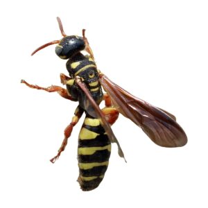 Five-banded Thynnid Wasp (Myzinum quinquecinctum)
