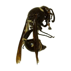 Fraternal Potter Wasp (Eumenes fraternus)