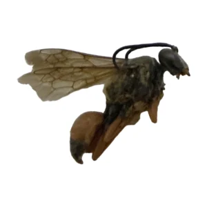 Great Golden Digger (Sphex ichneumoneus)