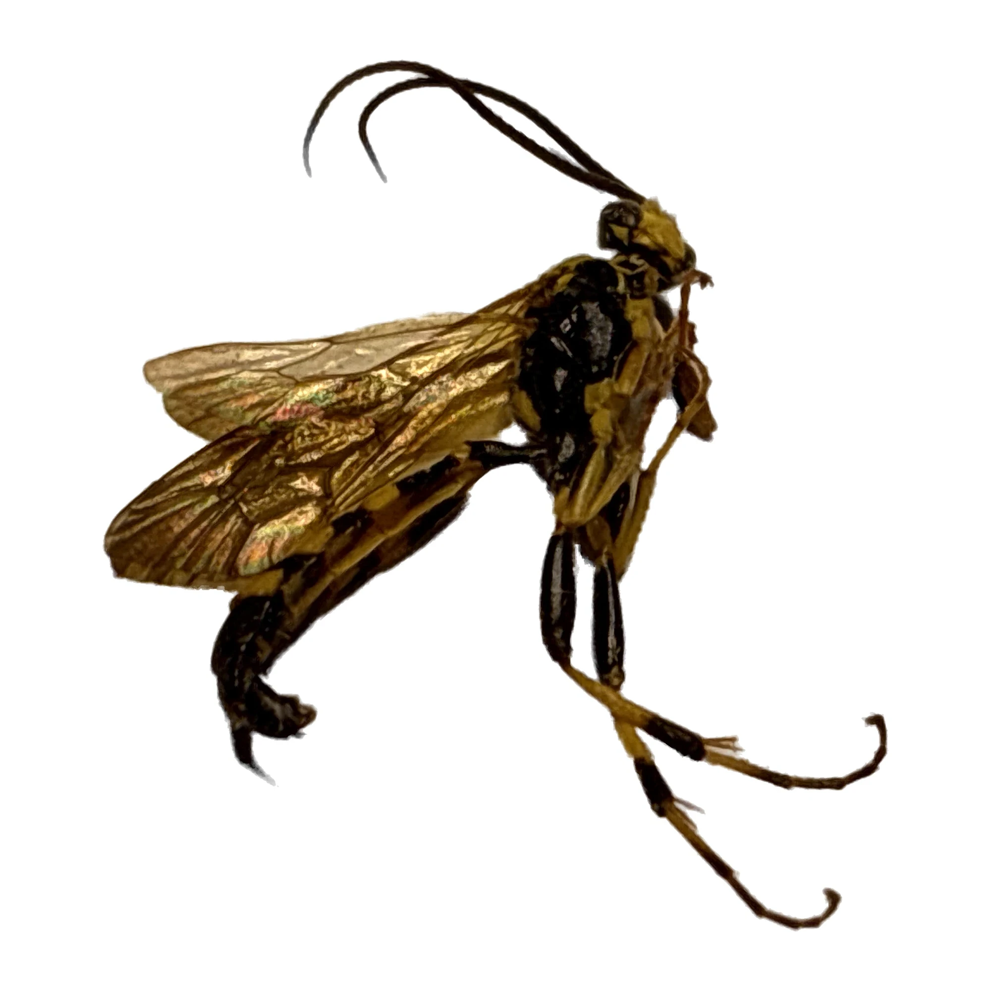 Ichneumon Wasp (Ichneumon sp.) male dried specimen, side view, on a white background