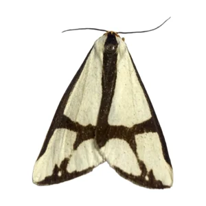 Leconte's Haploa (Haploa lecontei)