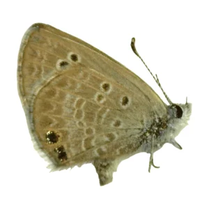 Marine Blue (Leptotes marina)