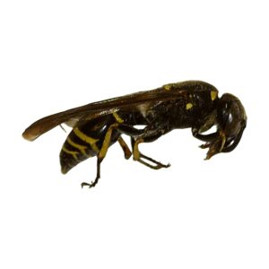 Mason Wasp (Eumeninae)