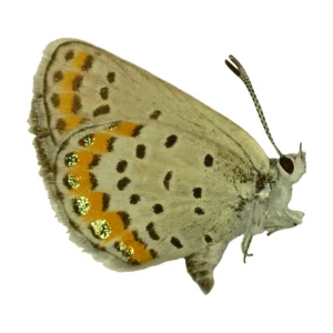 Melissa Blue (Plebejus melissa)