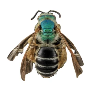 Metallic Green Bee (Agapostemon sp.) female, dorsal view of a pinned specimen with metallic green head and thorax on a white background